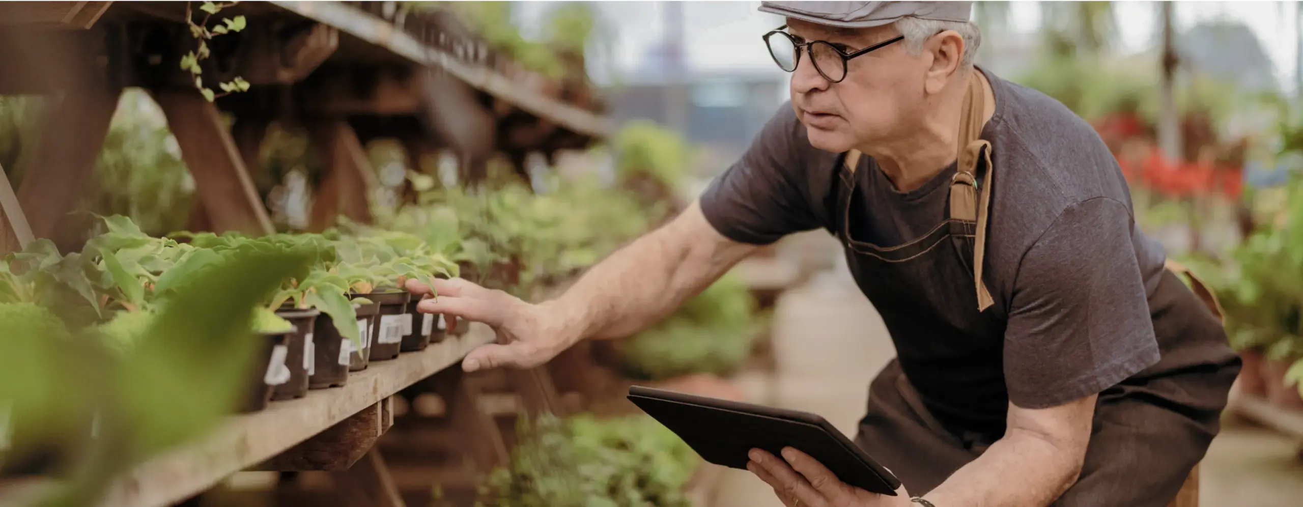 Garden centre worker checking plants with a tablet